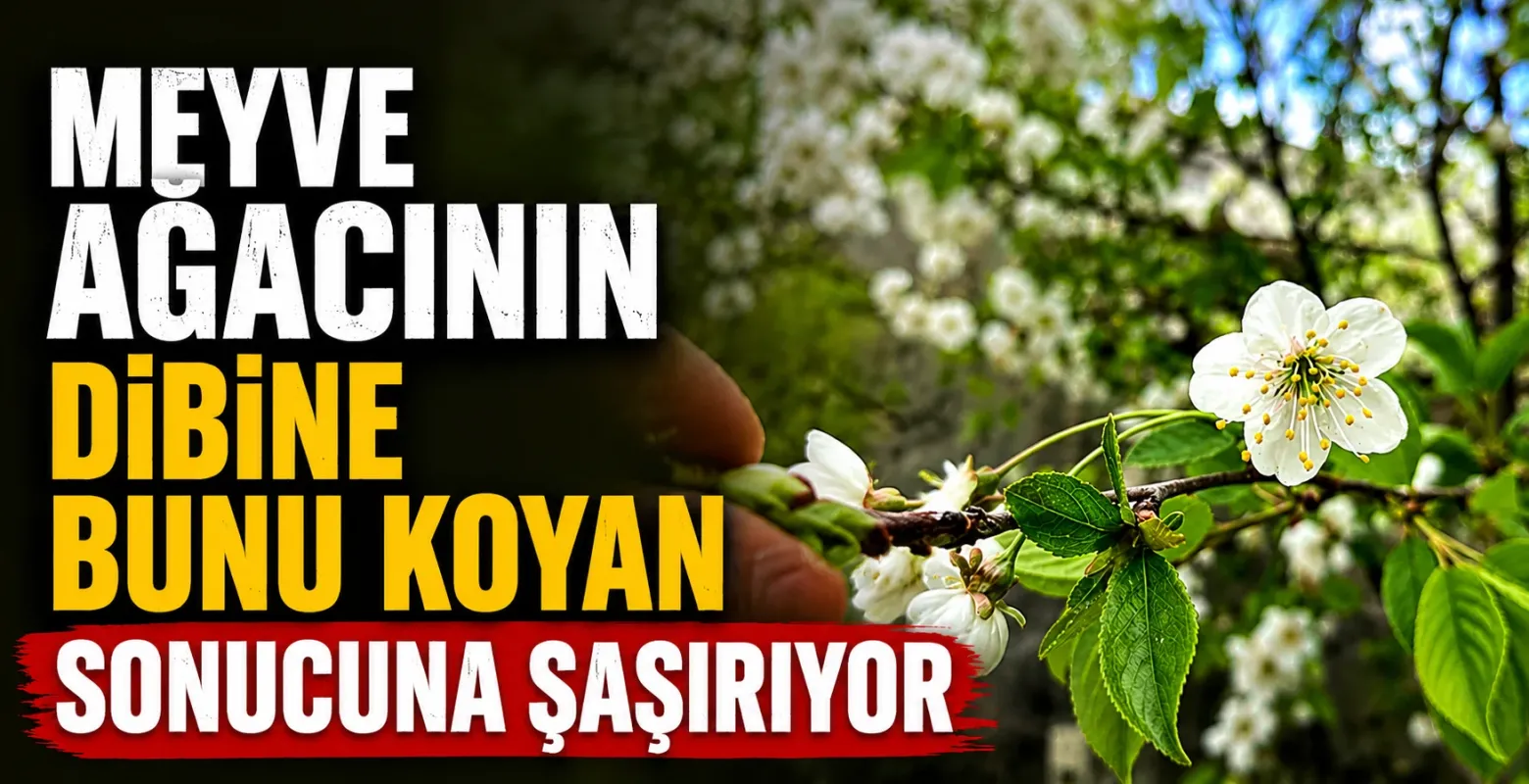 Meyve Ağacının Dibine Bunu Koyan Sonucuna Şaşırıyor