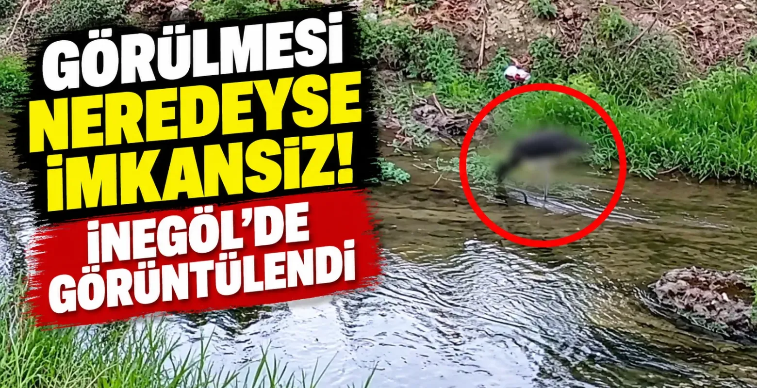 Görülmesi neredeyse imkansız! İnegöl'de görüntülendi