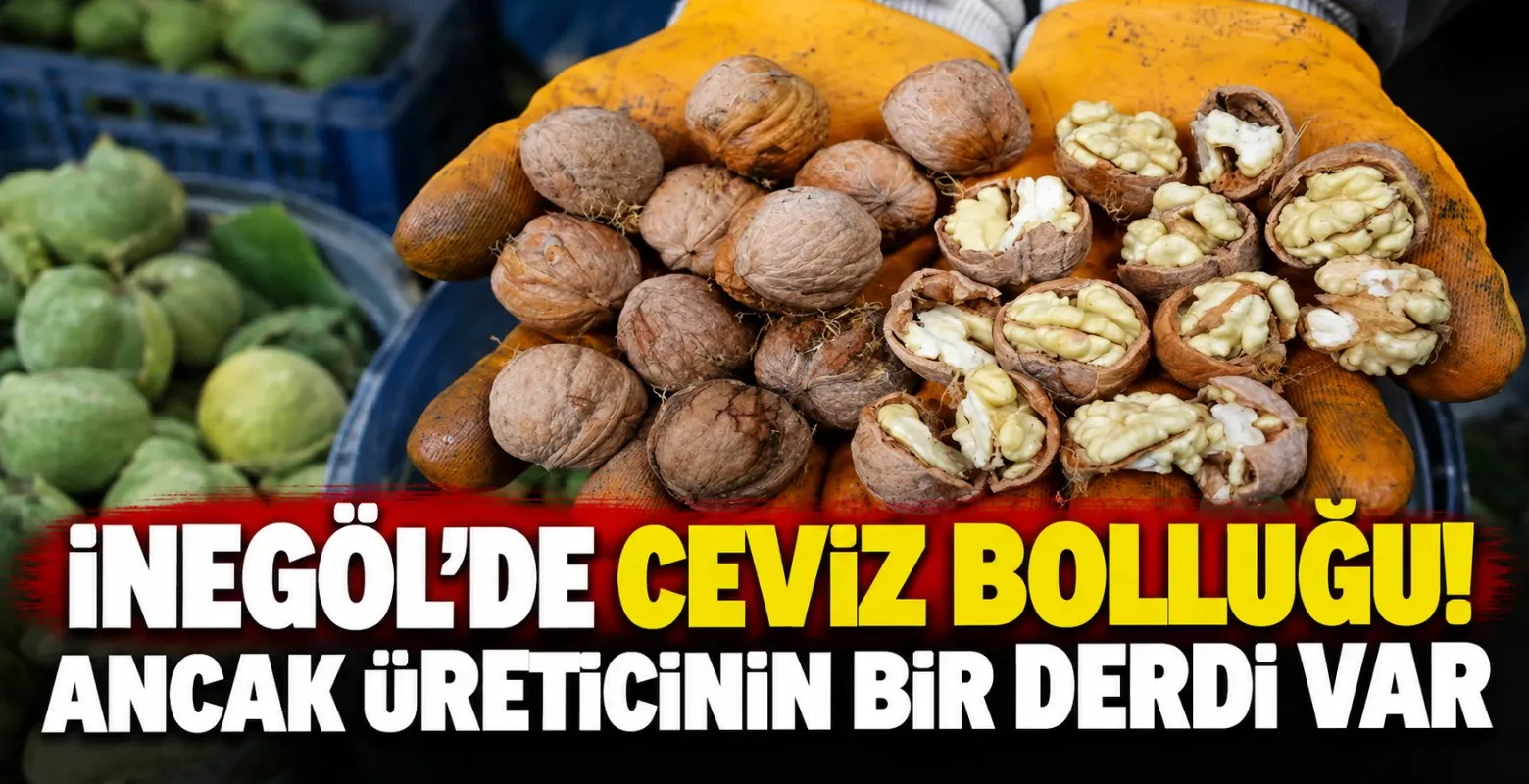 İnegöl'de ceviz bolluğu! Ancak üreticinin bir derdi var