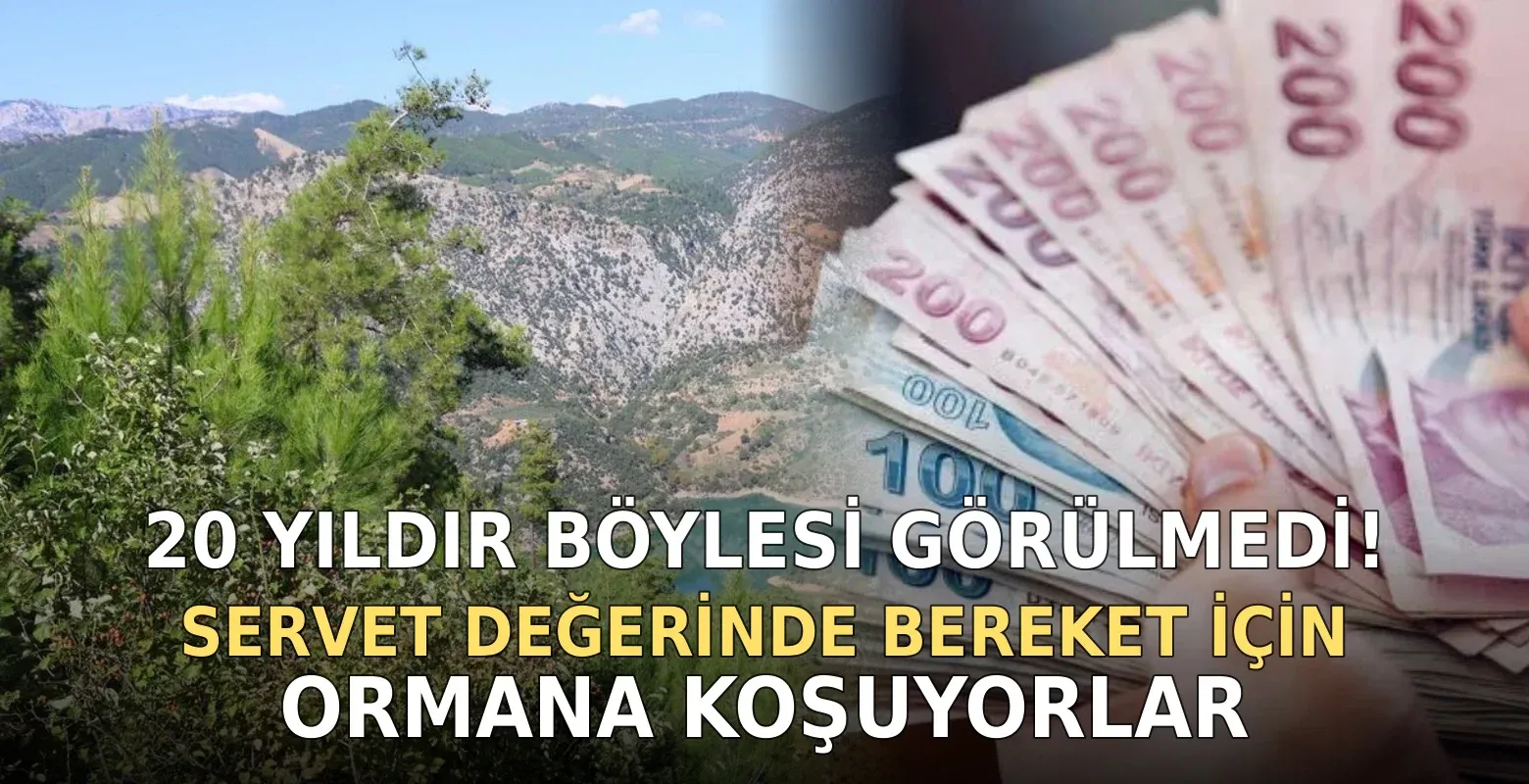 20 yıldır böylesi görülmedi! Servet değerinde bereket için ormana koşuyorlar