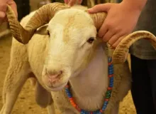 2026 Kurban Bayramı tatili ne zamaz, kaç gün olacak?