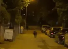 Şehir merkezine inen domuz yayayı yaraladı!