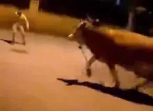 Kaçan Dana Mahalleyi Karıştırdı! Vatandaşlar Kaçacak Yer Aradı