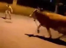Bursa’da dana paniği
