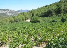 Yağmur, dolu ve sıcaklık siyah incirde rekolte kaybına neden oldu