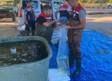 İpsala’da üretilen 2 milyon 324 bin 500 yavru sazan bölge sularıyla buluşuyor