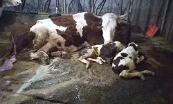 Çavdar ailesinin çiftliğinde 15 gün arayla ölü ve ikiz doğum