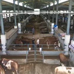 İnegöl Hayvan Pazarı’nda 4 bine yakın kurbanlık satıldı