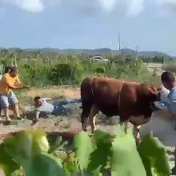 Kurbanlık boğa çıldırdı! 6 kişi seferber oldu
