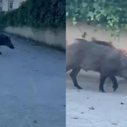 Aç kalan domuzlar şehre indi!