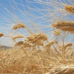 2026 buğday alım fiyatları ne zaman açıklanacak?