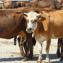 Kurbanlığı satılmayan üreticiye müjde! Alımlar 3 gün sonra başlıyor