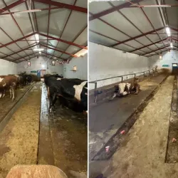 28 Kurbanlık Sattı, Kazancını Açıkladı! Rakamlar Sosyal Medyayı Karıştırdı