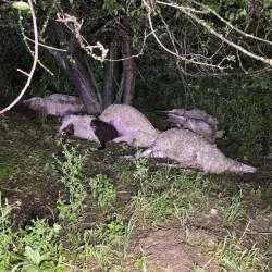 İnegöl’de sürüye yıldırım isabet etti