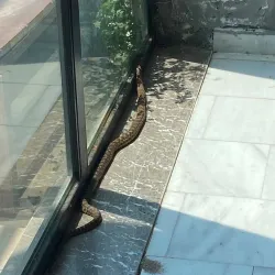 Devasa yılan iş yerine girdi!
