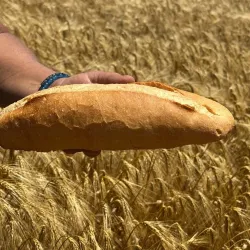 20 TL'lik bir ekmekte çiftçinin payı sadece 5 TL