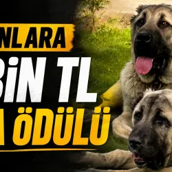 İnegöl’de Kaybolan 2 Sivas Kangalı İçin 10 Bin TL Ödül