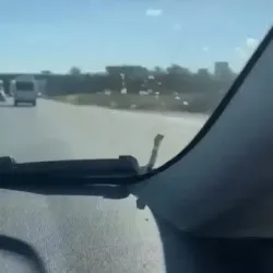 Aracın kaputunda görüldü!