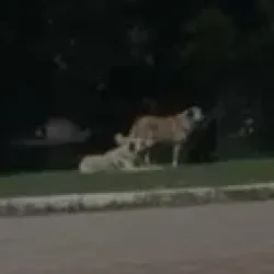 İnegöl'de Kültürpark'ta bir anda çoğaldılar! Vatandaşlar çözüm bekliyor