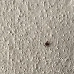 İnegöl'de ikinci kez görüldü! Herkes dikkatli olsun dedi