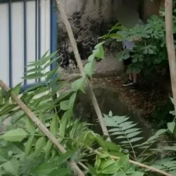 Bahçede yakalandı 17 yıl boyunca çıkamayacak!