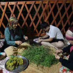 Dağlardan Toplayıp 40 Gün Güneşte Bekletiyorlar! İşte Doğal Şifa Sırrı