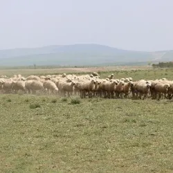 Otomotiv devi koyunları işe aldı! 100 koyun göreve başladı