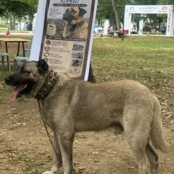 İnegöl'de ilginç görüntüler! Gören gözlerine inanamadı