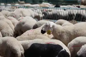 Vekaletle kurban kesim bedeli belli oldu