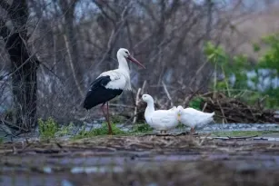 Tüm ülkenin beklediği an geldi!