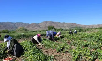 İnegöl’de tarım işçilerine yeni ücret tarifesi