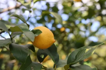 Türkiye limonda dev ihracatçı ama fiyatlar uçtu!