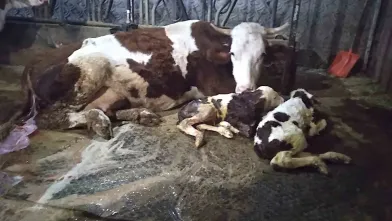 Çavdar ailesinin çiftliğinde 15 gün arayla ölü ve ikiz doğum