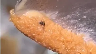 İnegöl'de vatandaşın çektiği görüntü mide bulandırdı