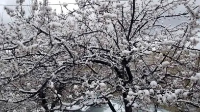 Bursa Valiliği’nden İnegöl'e zirai don uyarısı