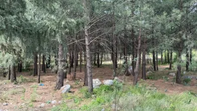 Anne-oğul akraba cinayetine kurban gitti!