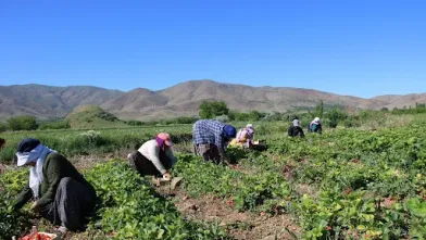 İnegöl’de tarım işçilerine yeni ücret tarifesi