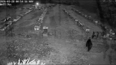 Gece saatlerinde ayılar saldırdı!