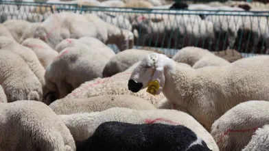 İnegöl’de sertifikalı kurban kesim kursu fırsatı