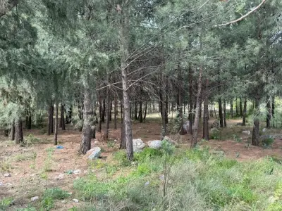 Anne-oğul akraba cinayetine kurban gitti!