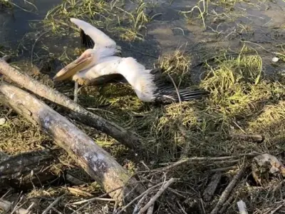 İnegöl’de barajda mahsur kalan pelikan kurtarıldı