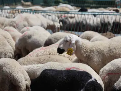 Vekaletle kurban kesim bedeli belli oldu