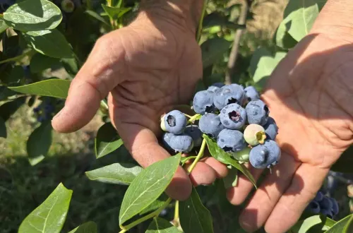 Yüzlerce ton üretim yapan çiftçi soğuk hava deposu istiyor