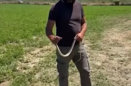 İnegöl'de tarlada çiftçinin cesareti herkesi korkuttu!