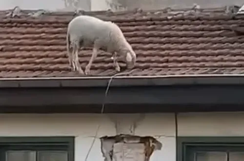 Kahvehanedekiler Oyunu Bıraktıran Görüntü!