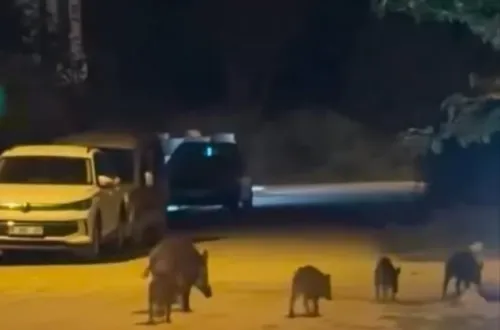 Yaban Domuzları Mahalleye İndi: O Anlar Kamerada