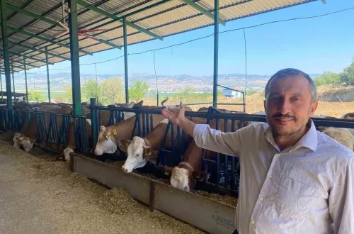 Yapay zeka ile süt üretimi nasıl yapılıyor? Bursa’daki çiftlikten örnek