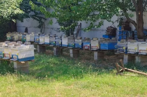 İnegöllü Arıcıları İlgilendiriyor! Başvuru Tarihi Açıklandı