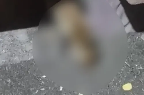 İnsanların arasına girdi cips yedi