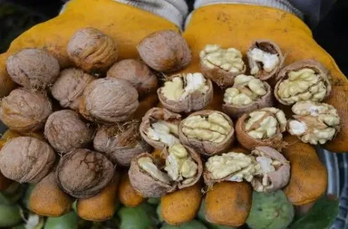 İnegöl'de ceviz bolluğu! Ancak üreticinin bir derdi var